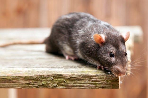 pestcontrolsydney