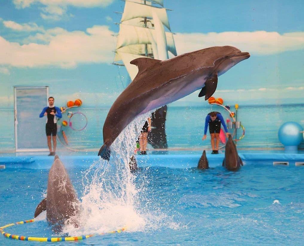 dolphinshowpattaya